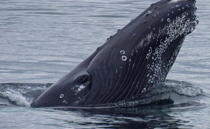 Whales & Puffins