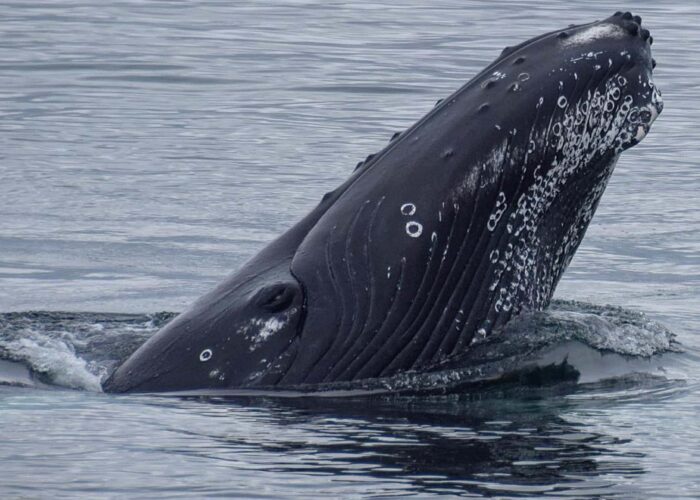 Whales & Puffins